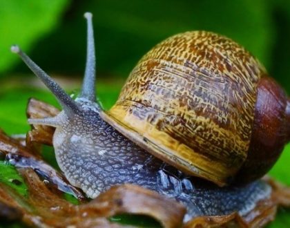 Le syndrome de l’escargot